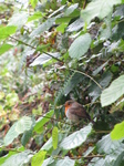 20120923 Robin in hedge